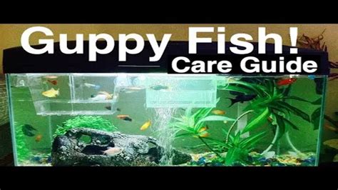 How to Care for Guppies .